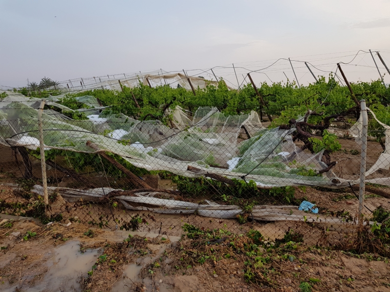 La Consejera rechaza la peticin de ayudas a los agricultores alhameos afectados por las lluvias y el granizo