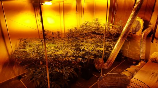 La Policía Local de Alhama descubre una plantación de marihuana