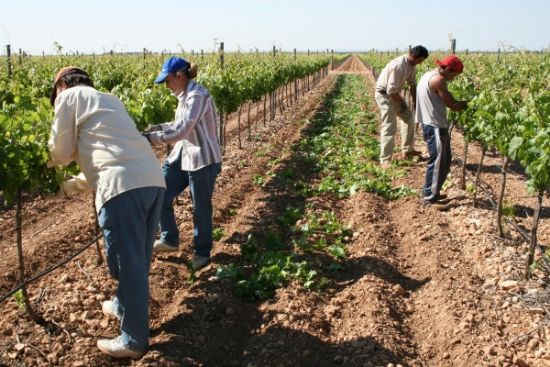 Abierto el plazo para la contratación de trabajadores agrarios