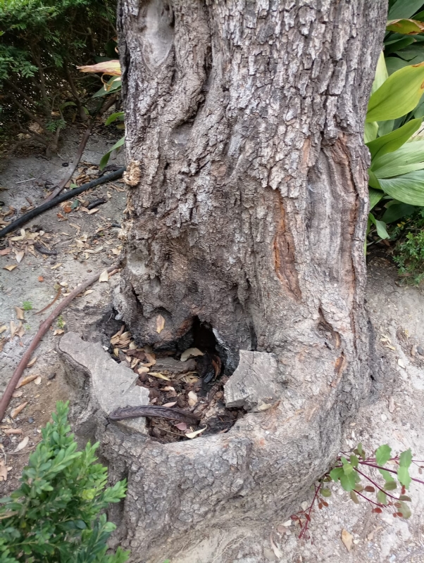 La cada de ramas de un algarrobo en La Cubana obliga a su tala parcial