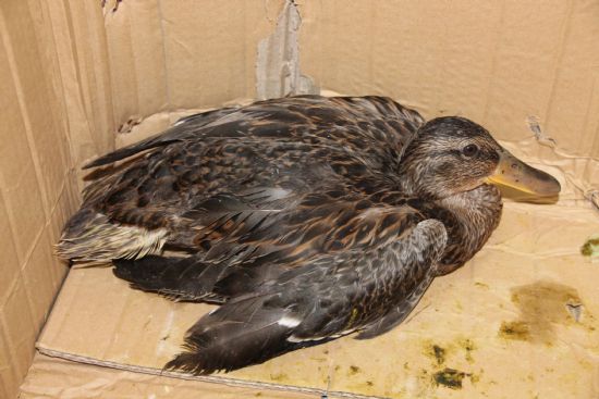 Medio Ambiente entrega un pato herido al Centro de Recuperacin de Fauna Silvestre