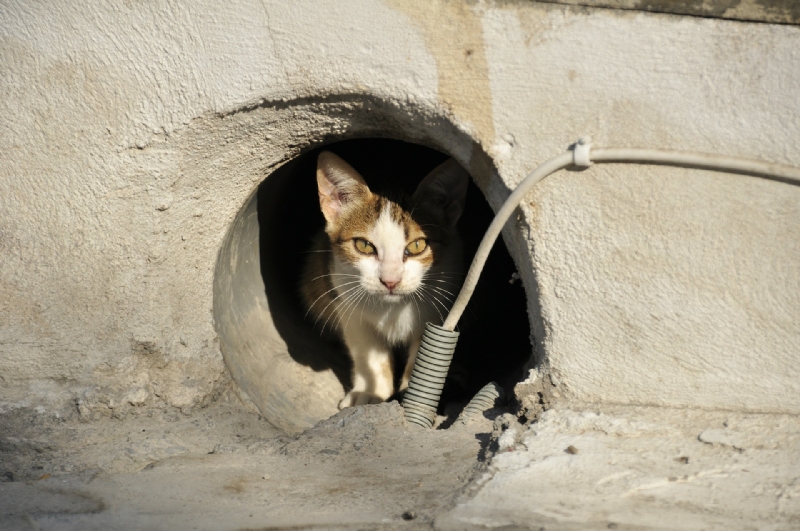 Bienestar Animal renueva el programa CES para el mantenimiento de colonias de gatos ferales
