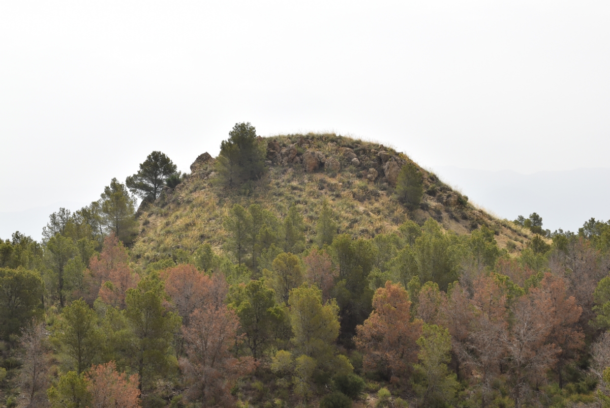 Visitas guiadas al yacimiento argrico del Cabecico Redondo en el marco de las Jornadas Europeas de Arqueologa