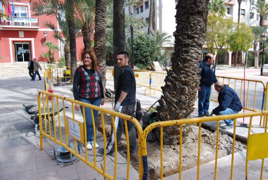 El Ayuntamiento reconstruye los alcorques de la plaza de La Constitucin