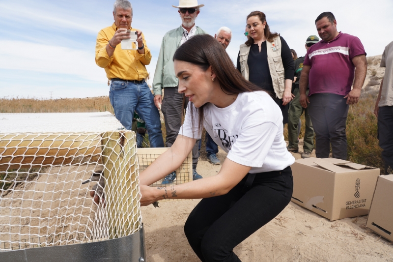 El Gobierno regional impulsa la recuperación de la cerceta pardilla al liberar una veintena de ejemplares en la Laguna de las Moreras y en los Saladares  del Guadalentín
