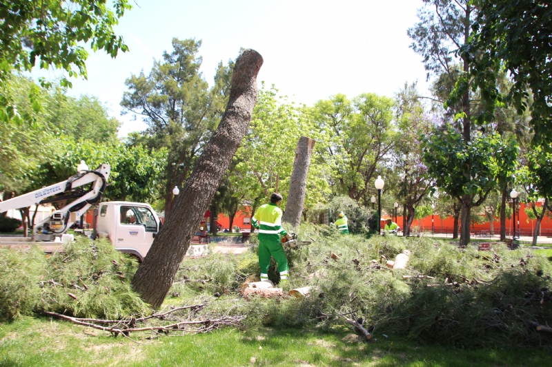 Las lluvias del 10 de mayo obligan a talar dos pinos en el jardn de San Cristbal