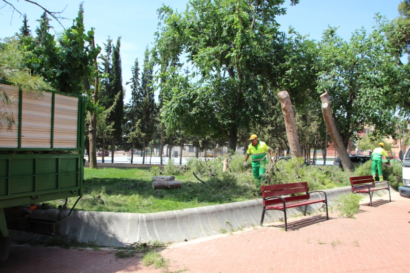Las lluvias del 10 de mayo obligan a talar dos pinos en el jardn de San Cristbal