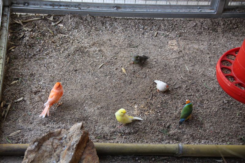El parque de La Cubana vuelve a tener un espacio para los pájaros