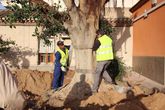 Trasplantado un gran Ficus para procurar que sobreviva