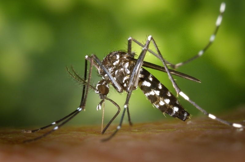El Ayuntamiento redobla sus esfuerzos en la lucha contra el mosquito tigre
