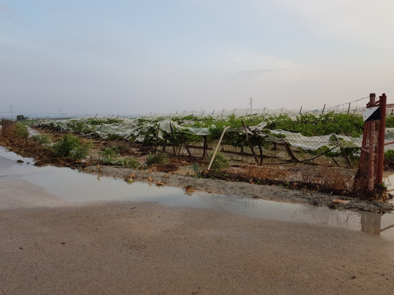 El Ayuntamiento pide ayudas por los daños en la agricultura de las últimas lluvias 