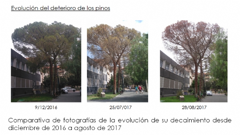 El deterioro de tres pinos secos en el Parque de La Cubana obliga a talarlos