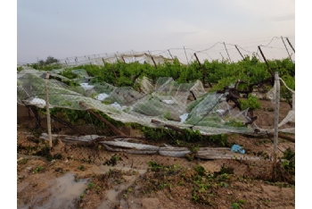 La Consejería rechaza la petición de ayudas a los agricultores alhameños afectados por las lluvias y el granizo
