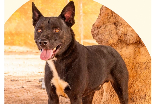 Perros en adopción
