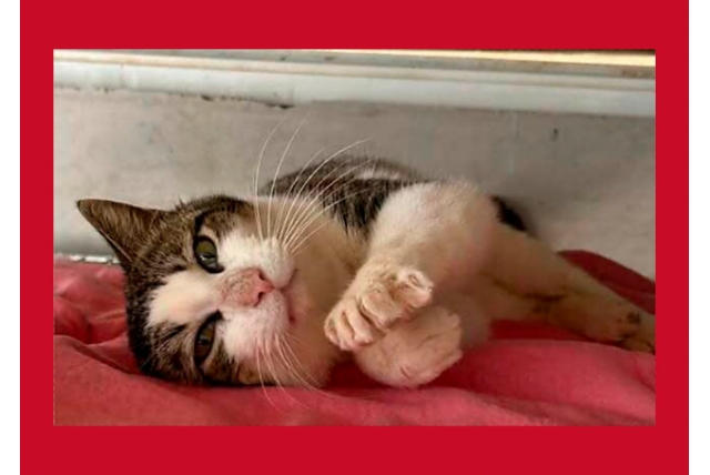 Gatos en adopción