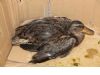 Medio Ambiente entrega un pato herido al Centro de Recuperación de Fauna Silvestre