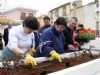 Tulipanes plantados por los alumnos del Centro Ocupacional “Las Salinas” embellecerán los jardines del municipio