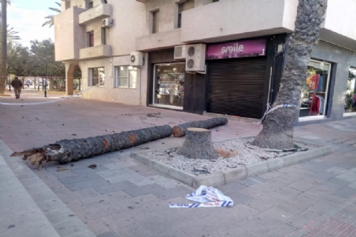 Caída árbol plaza de la Constitución