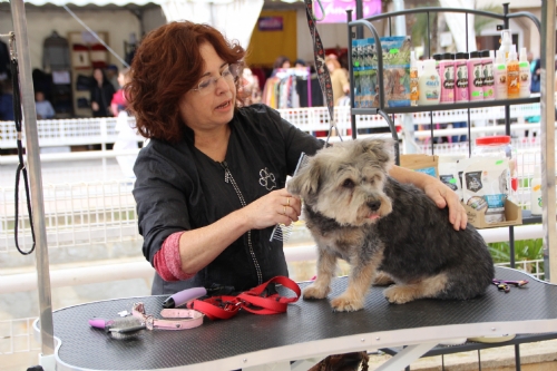 Exhibición peluquería canina