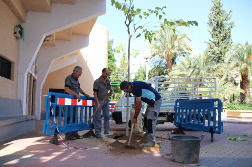 Plantación de moreras en la puerta del Auditorio