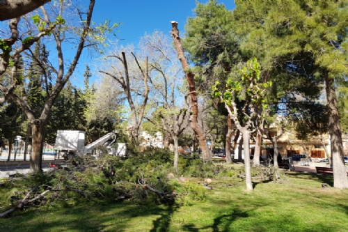 Tala de pino en el jardín de San Cristóbal