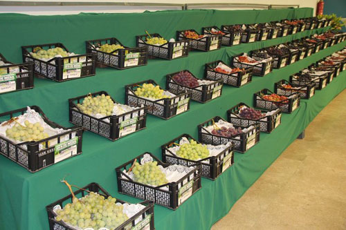 Concurso-Exposición de Uva de Mesa y Productos Agrarios